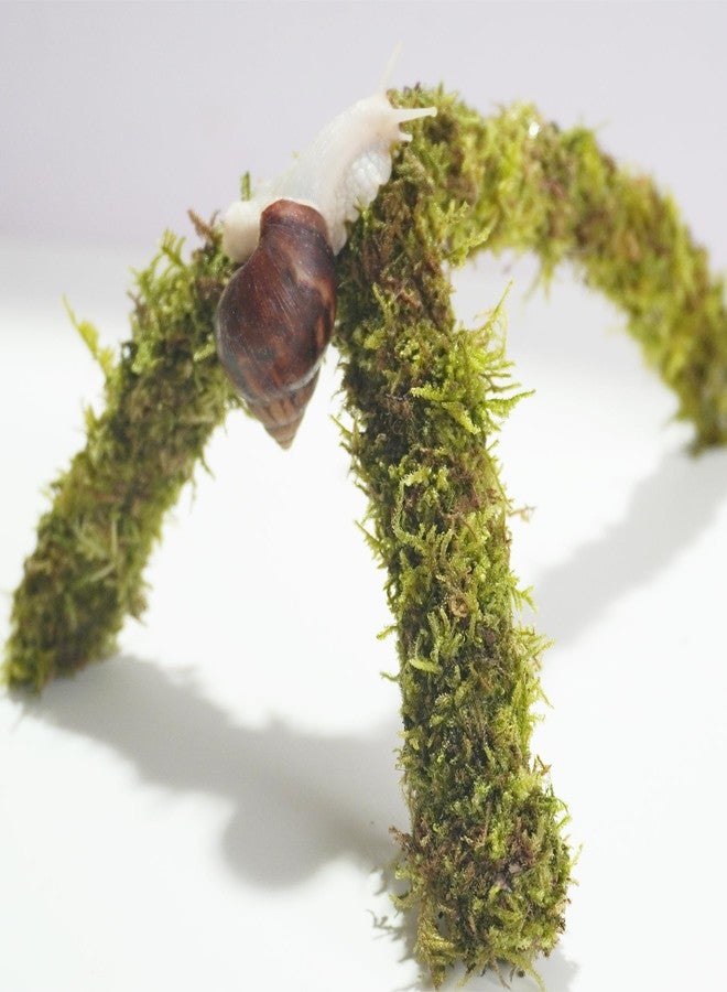 Begeterday 12 Inch Pet Snail Climbing Toys, Ideal Snail Terrarium Accessories, Perfect for Pet Snails That Like to Climb - Image 5